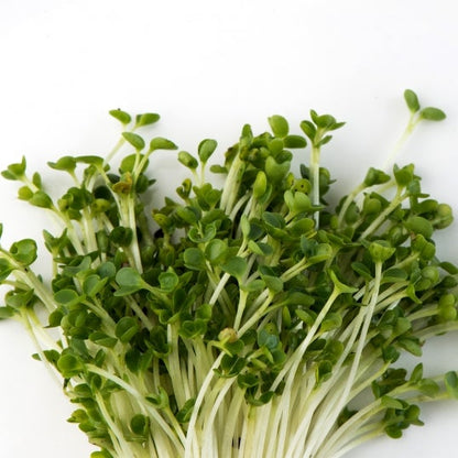 Mumm's Sprouting Seeds Green Kale - 200 Grams