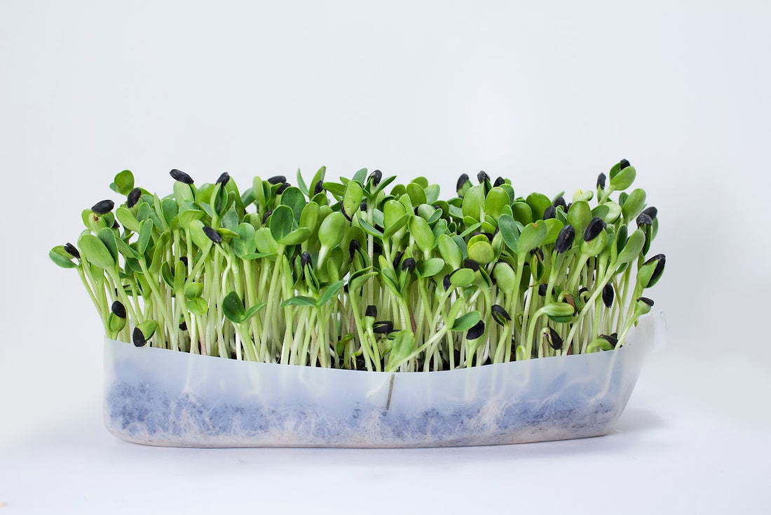 Mumm's Sprouting Seeds Sunflower - 150 Grams