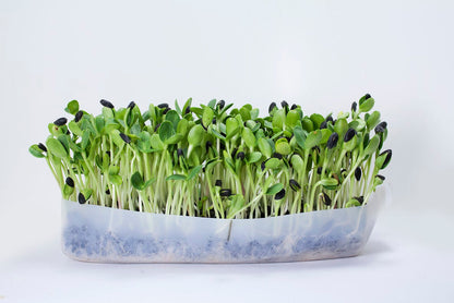 Mumm's Sprouting Seeds Sunflower - 150 Grams