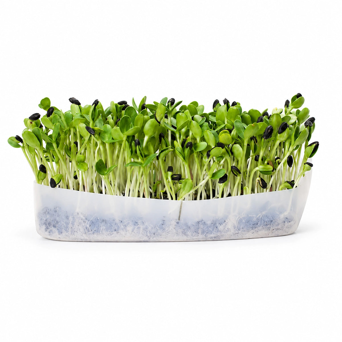 Mumm's Sprouting Seeds Sunflower - 150 Grams