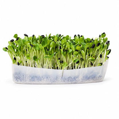 Mumm's Sprouting Seeds Sunflower - 150 Grams