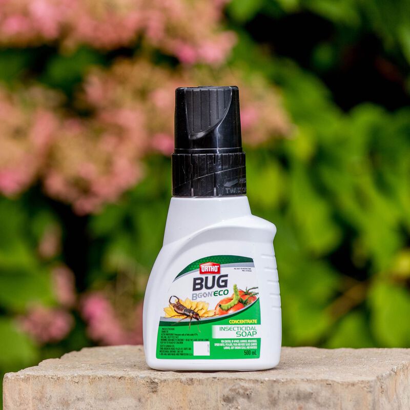 Scotts Ortho Bug B Gon ECO Insecticidal Soap Concentrated - 500 ML