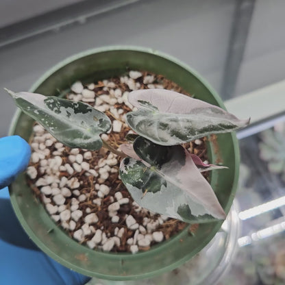 Alocasia Bambino Pink Variegated #6