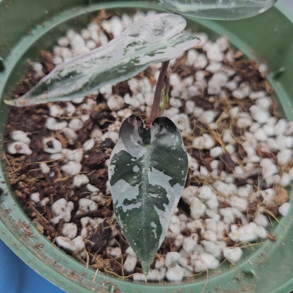 Alocasia Bambino Pink Variegated #3
