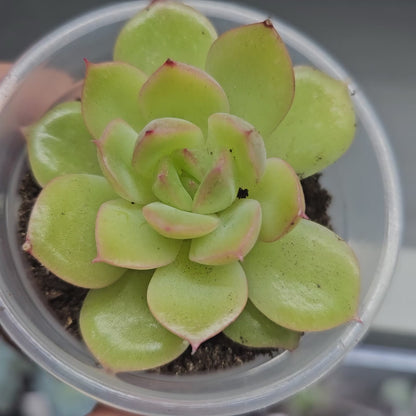 Rare Echeveria Hybrids Succulent #9