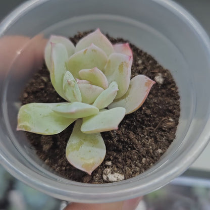 Rare Echeveria Hybrids Succulent #4