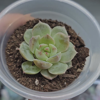 Rare Echeveria Hybrids Succulent #5