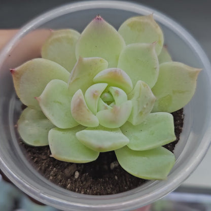 Rare Echeveria Hybrids Succulent #10