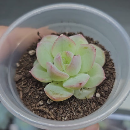 Rare Echeveria Hybrids Succulent #2