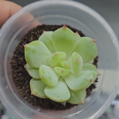 Rare Echeveria Hybrids Succulent #7