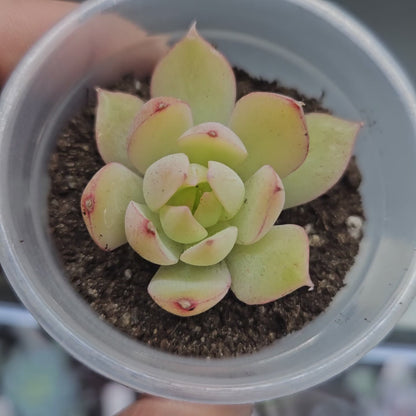 Rare Echeveria Hybrids Succulent #8