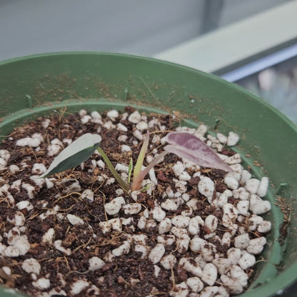 Alocasia Bambino Pink Variegated #2