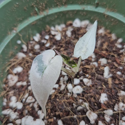 Alocasia Bambino Pink Variegated #1