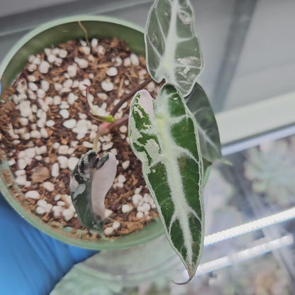 Alocasia Bambino Pink Variegated #7