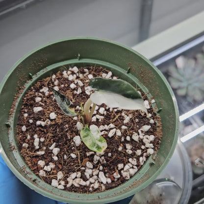 Alocasia Bambino Pink Variegated #4