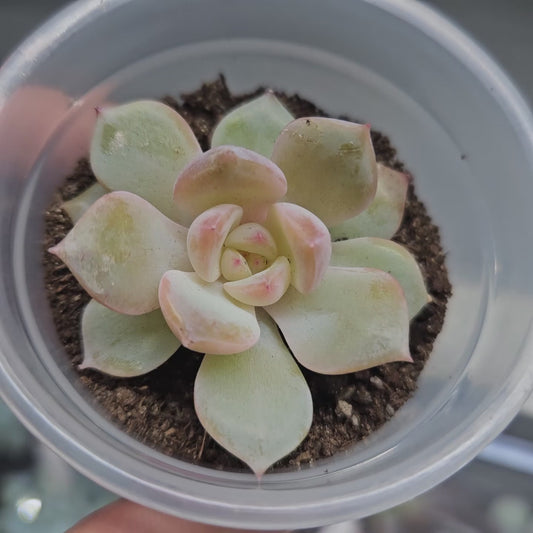 Rare Echeveria Hybrids Succulent #1