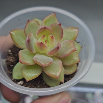 Rare Echeveria Hybrids Succulent #3