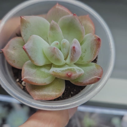 Rare Echeveria Hybrids Succulent #6