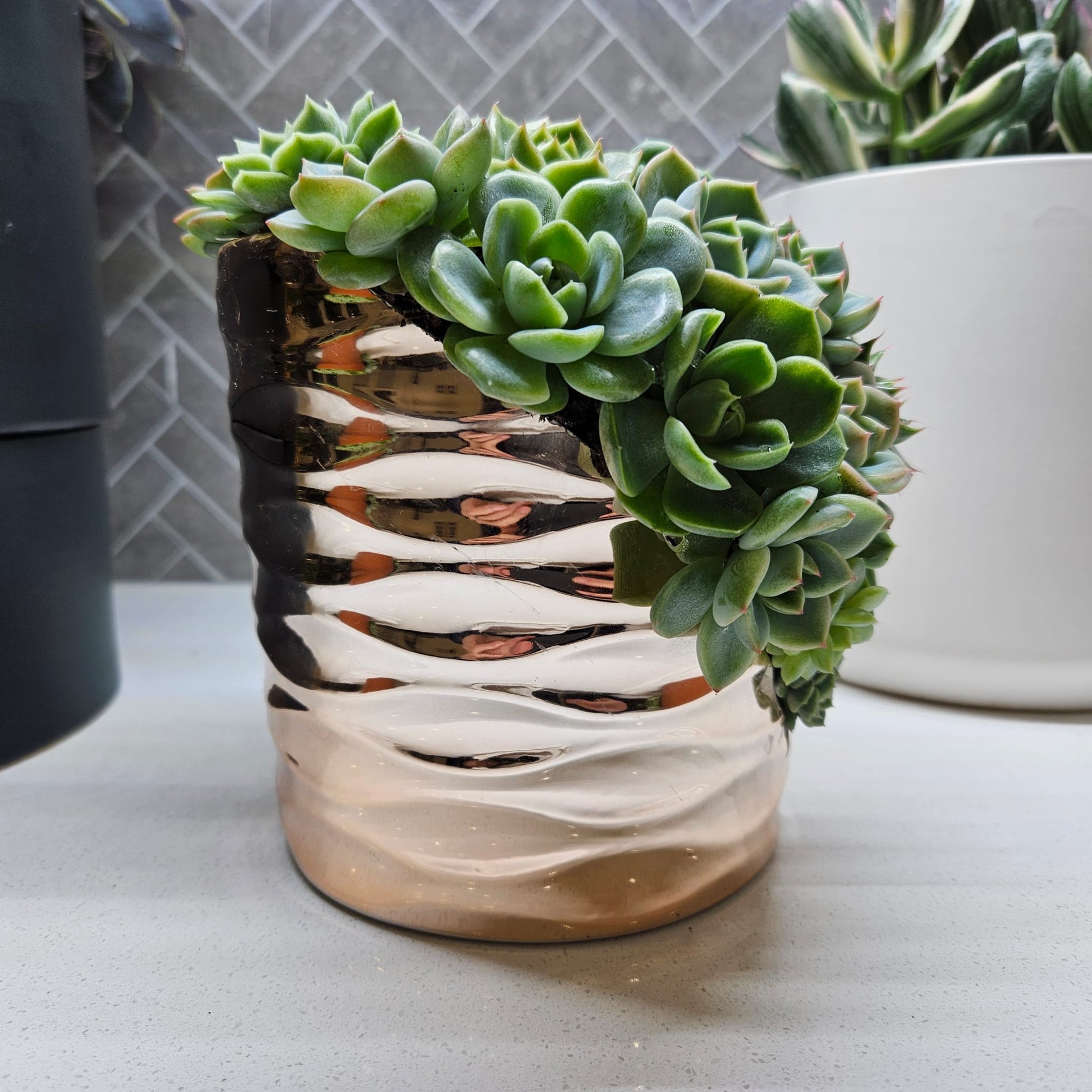 Rare Echeveria Hybrids Succulent Arrangement - #1