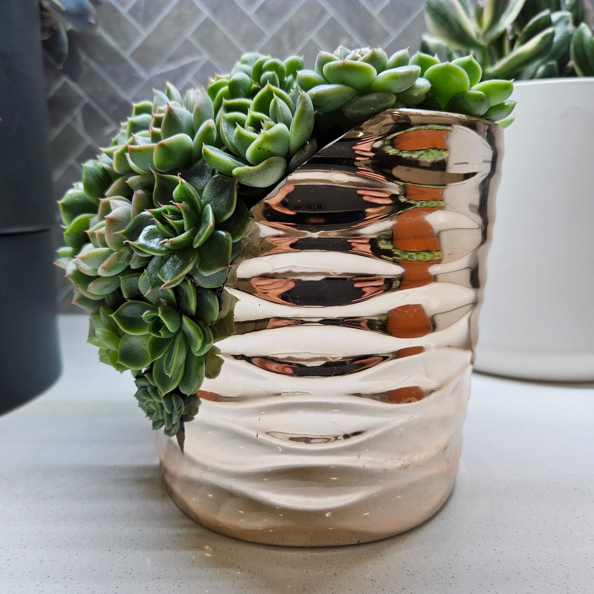 Rare Echeveria Hybrids Succulent Arrangement - #1