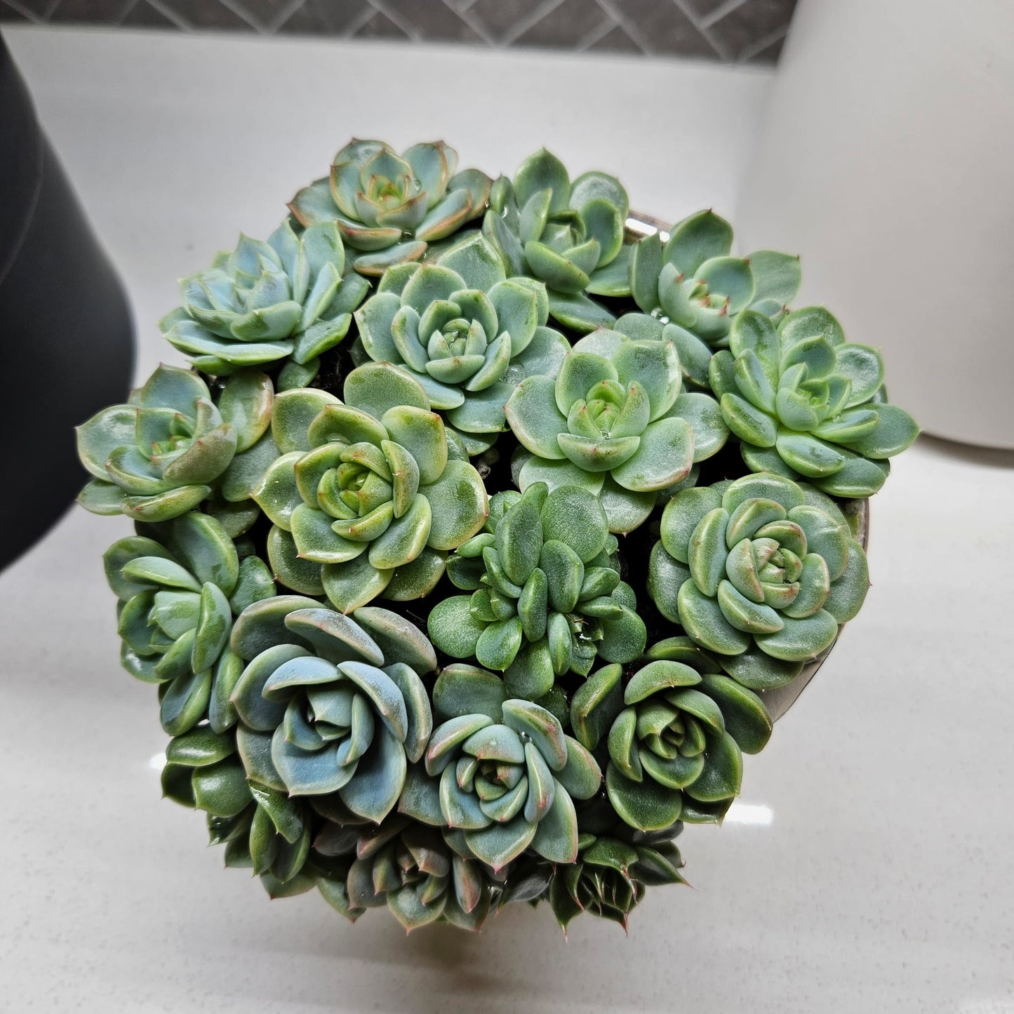 Rare Echeveria Hybrids Succulent Arrangement - #1