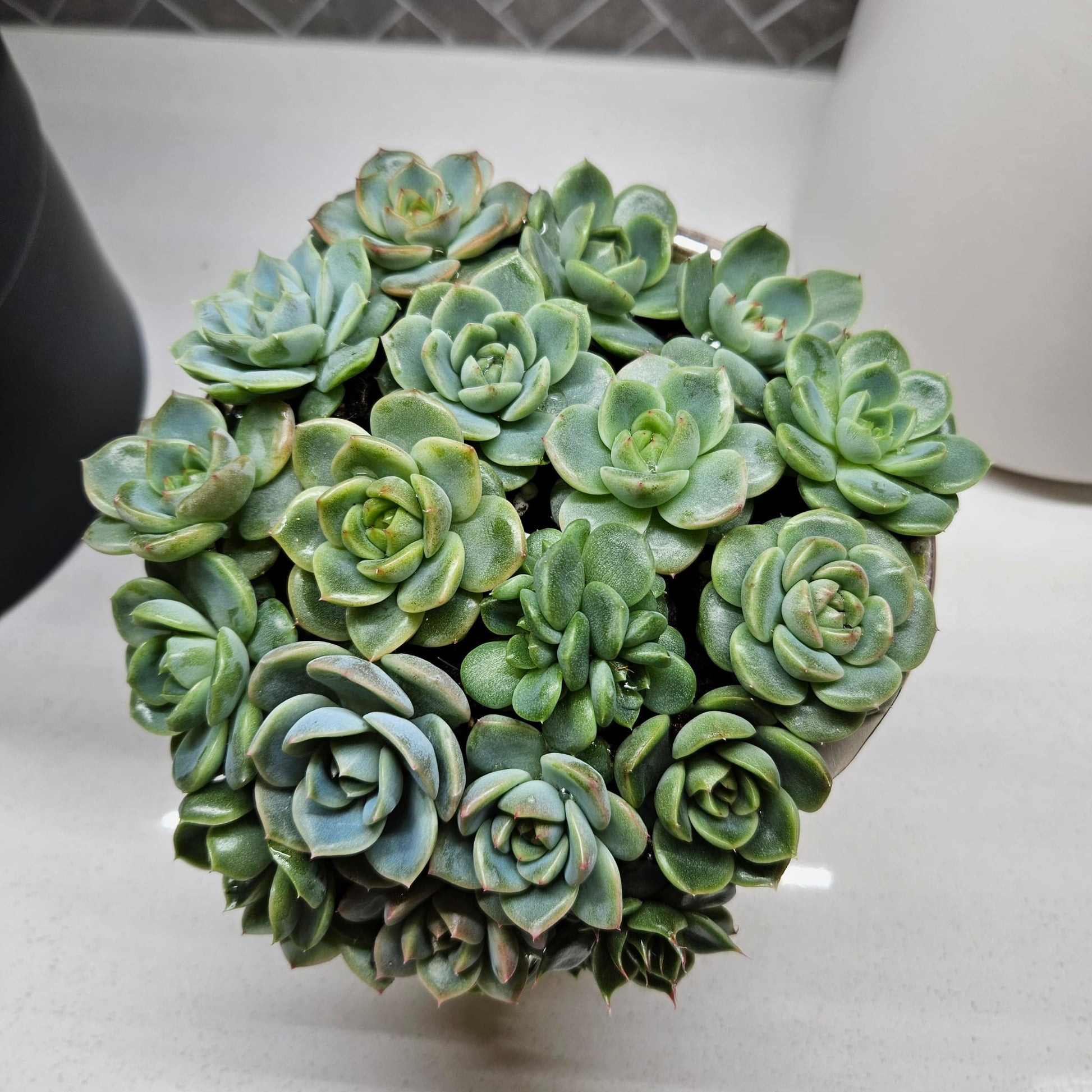 Rare Echeveria Hybrids Succulent Arrangement - #1