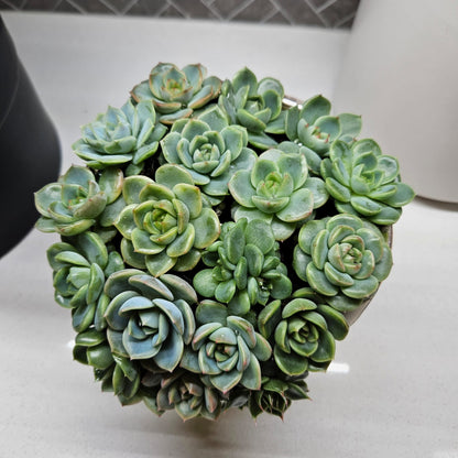 Rare Echeveria Hybrids Succulent Arrangement - #1