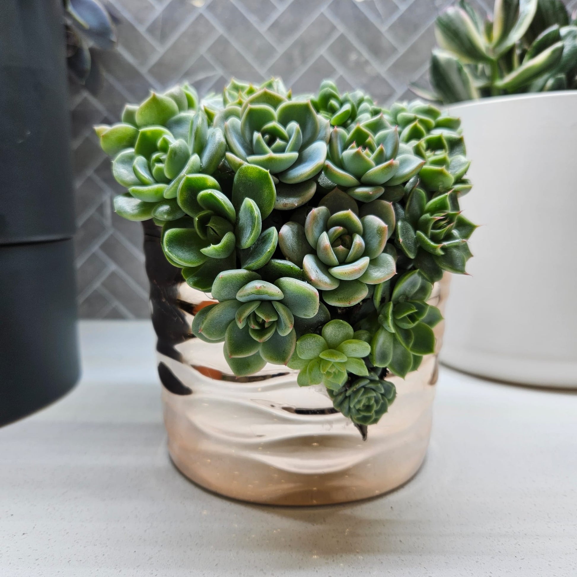 Rare Echeveria Hybrids Succulent Arrangement - #1