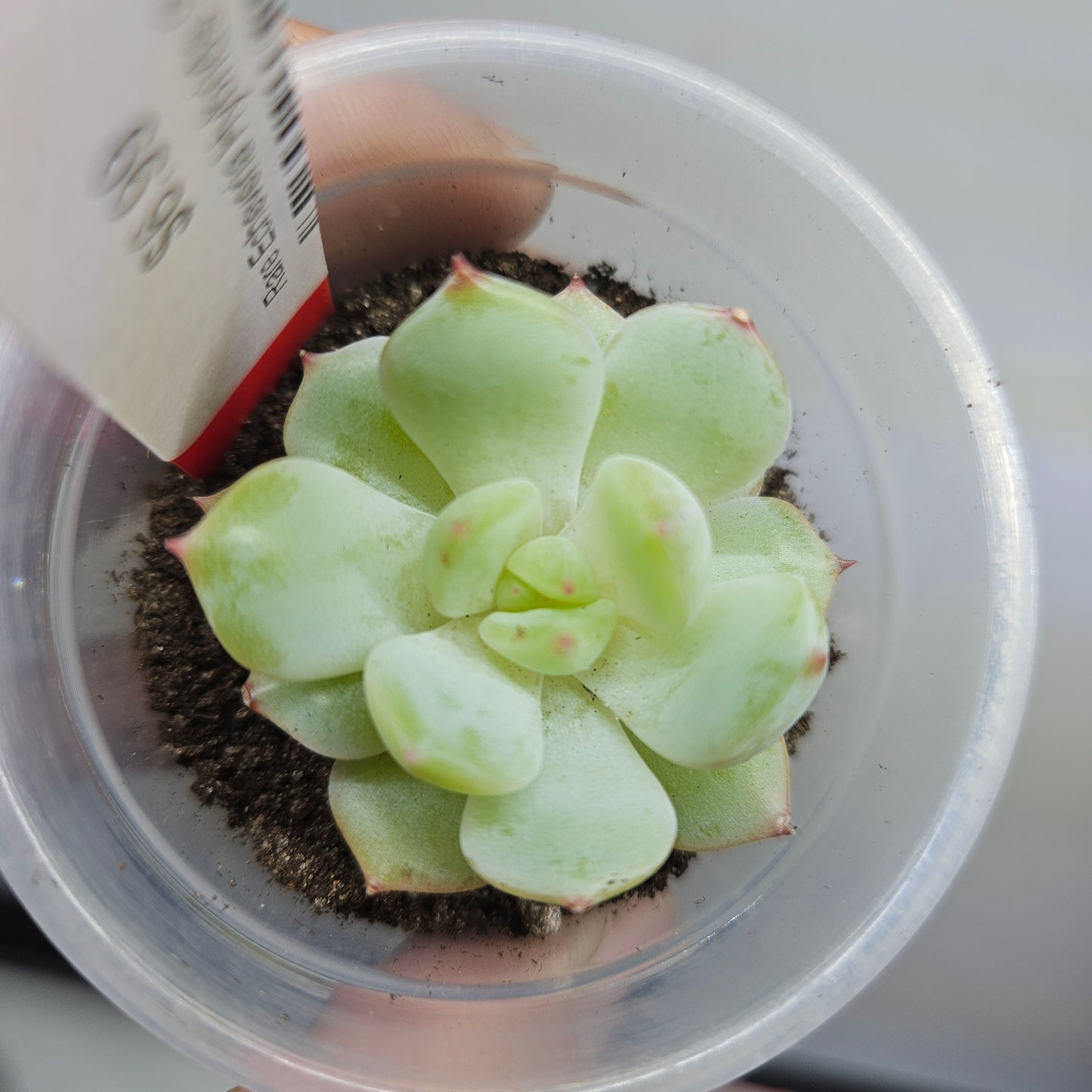 Rare Echeveria Hybrids Succulent #7