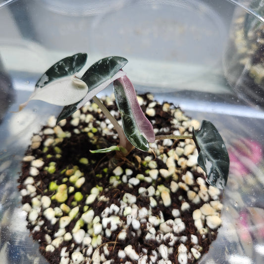 Alocasia Bambino Pink Variegated - #4