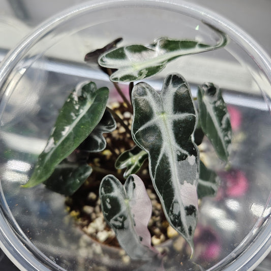 Alocasia Bambino Pink Variegated - #6