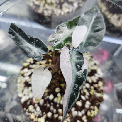 粉色斑叶海芋 - #3