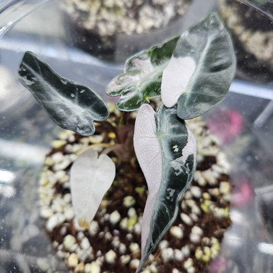 Alocasia Bambino Pink Variegated - #3