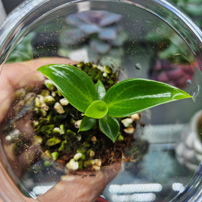 Philodendron Spiritus-Sancti