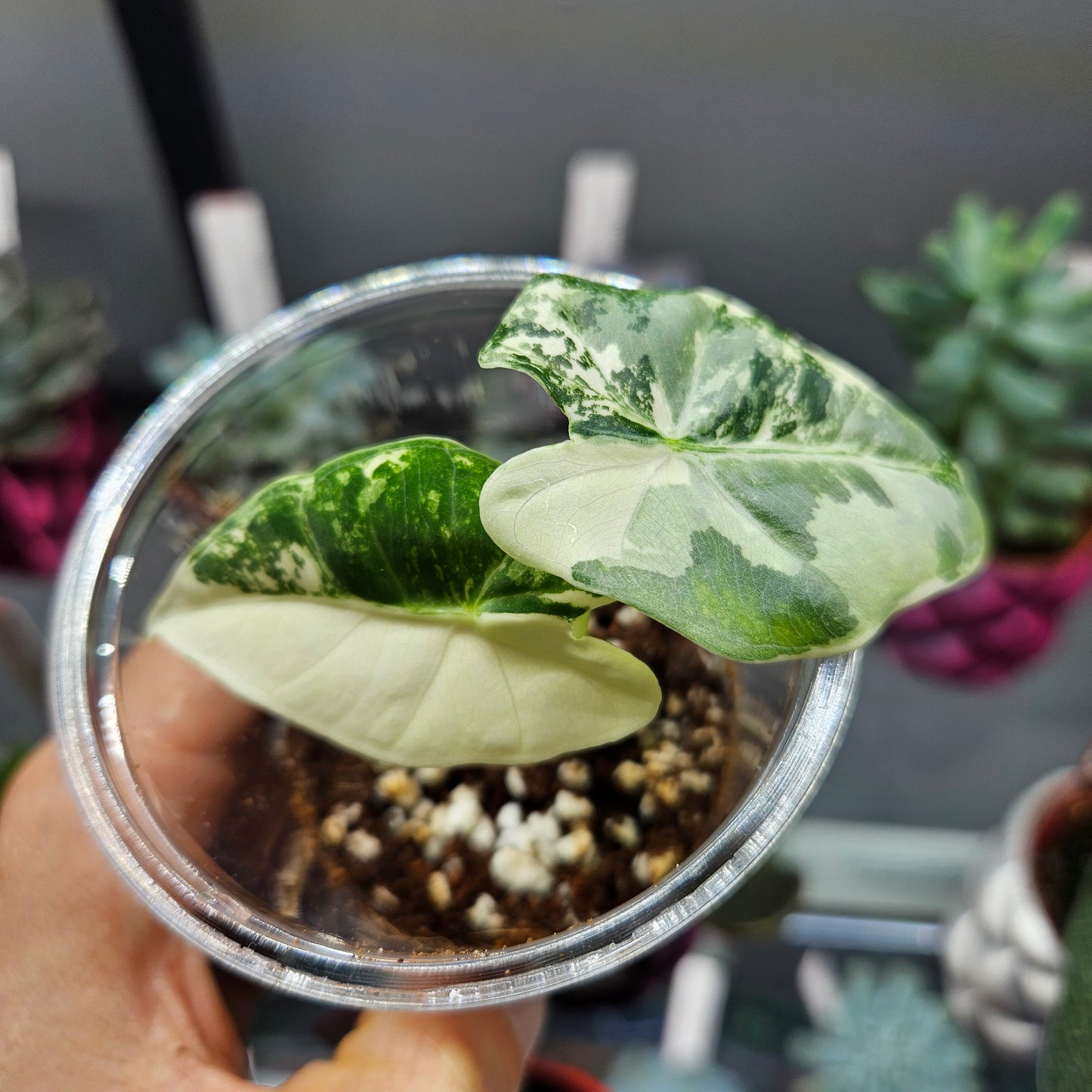 Alocasia Frydek Variegated - Small