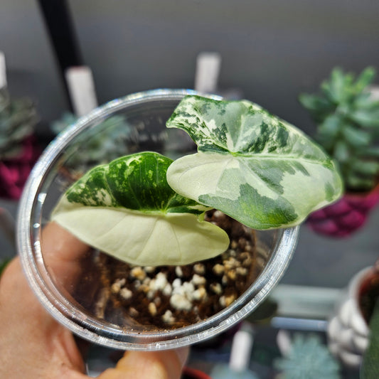Alocasia Frydek Variegated - Small