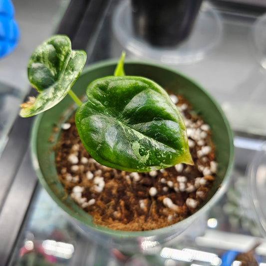 Alocasia Dragon Scale Variegated Albo #4