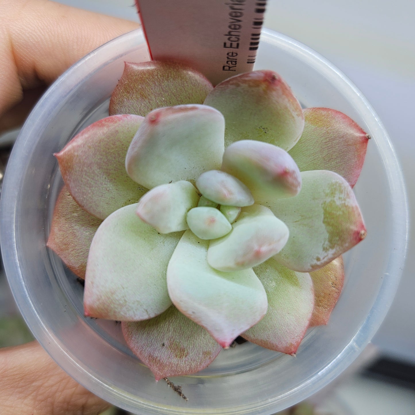 Rare Echeveria Hybrids Succulent #6
