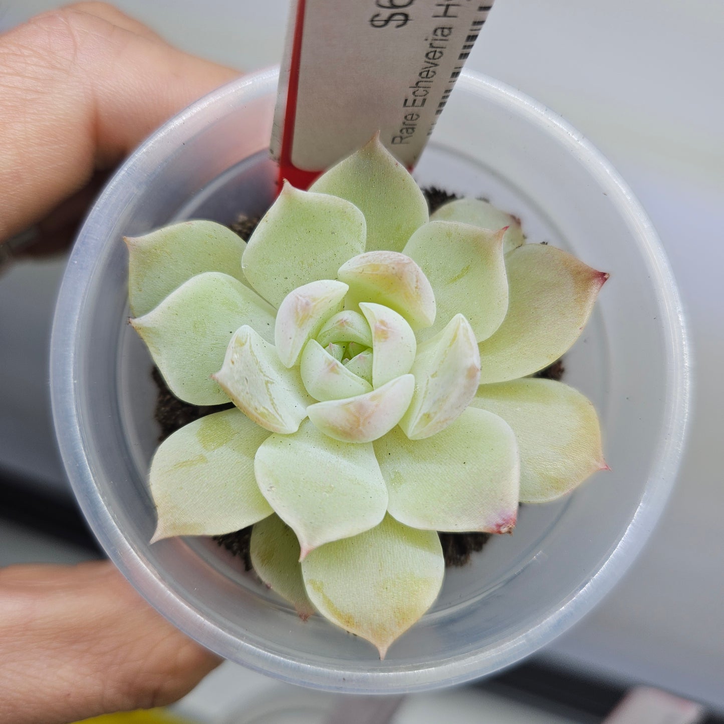 Rare Echeveria Hybrids Succulent #10