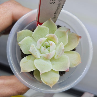 Rare Echeveria Hybrids Succulent #10