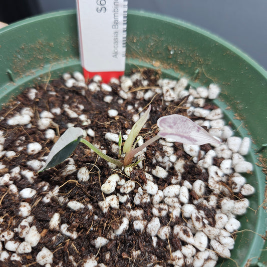 Alocasia Bambino Pink Variegated #2