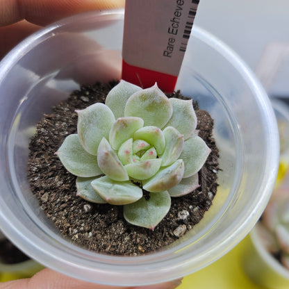 Rare Echeveria Hybrids Succulent #5