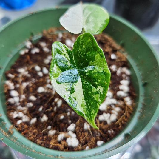 Alocasia Dragon Scale Variegated Albo #5