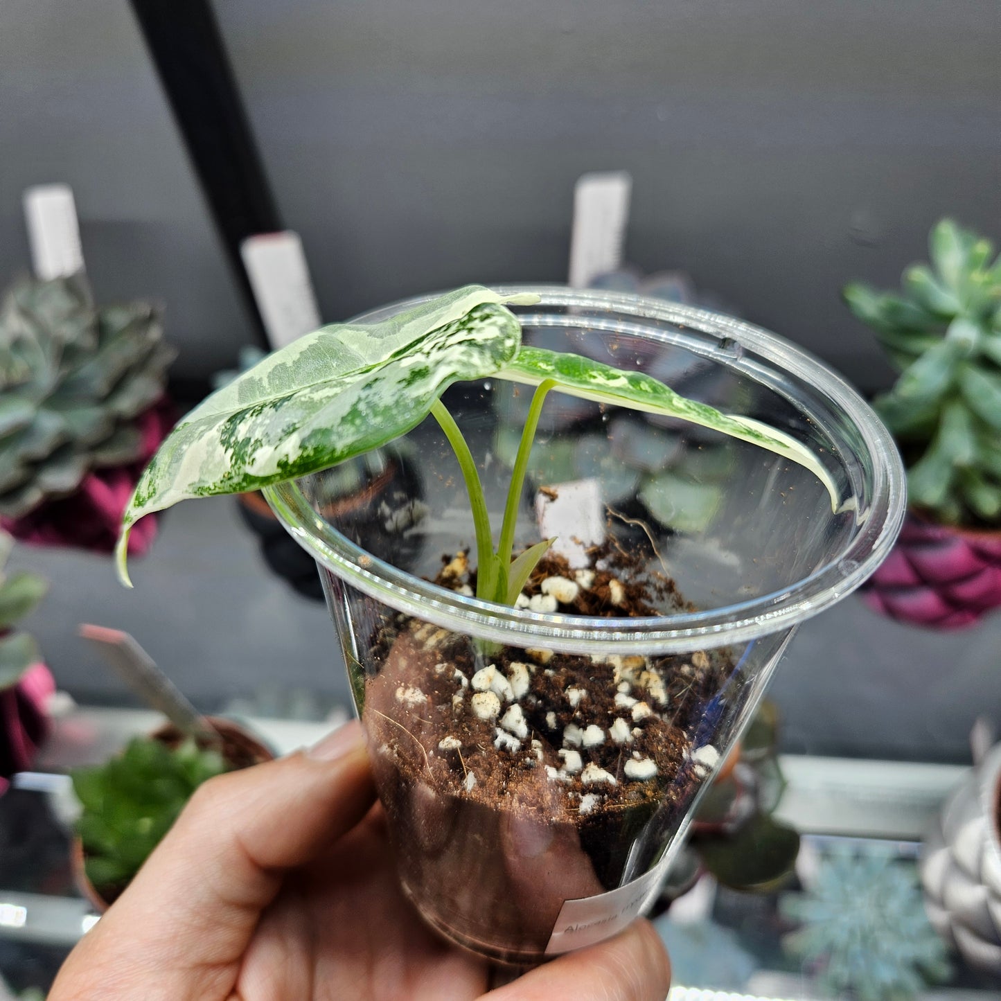 Alocasia Frydek Variegated - Small