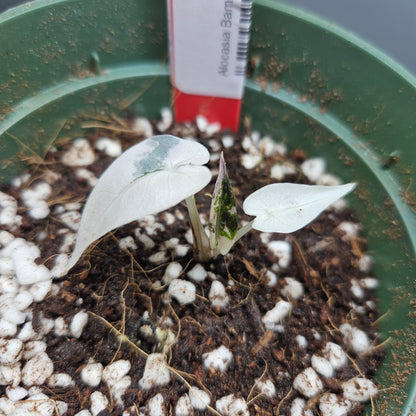 Alocasia Bambino Pink Variegated #1