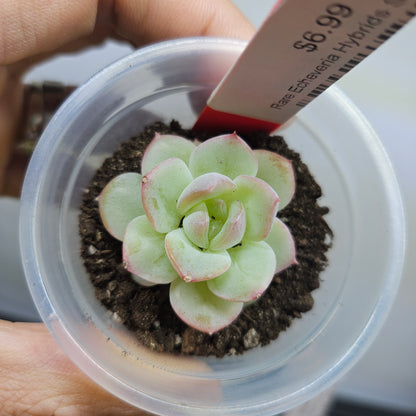 Rare Echeveria Hybrids Succulent #2