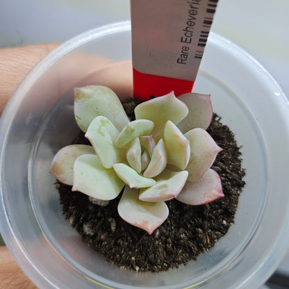 Rare Echeveria Hybrids Succulent #4