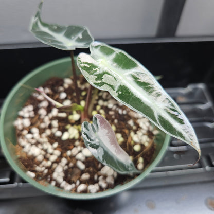 Alocasia Bambino Pink Variegated #7