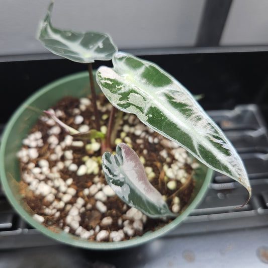Alocasia Bambino Pink Variegated #7