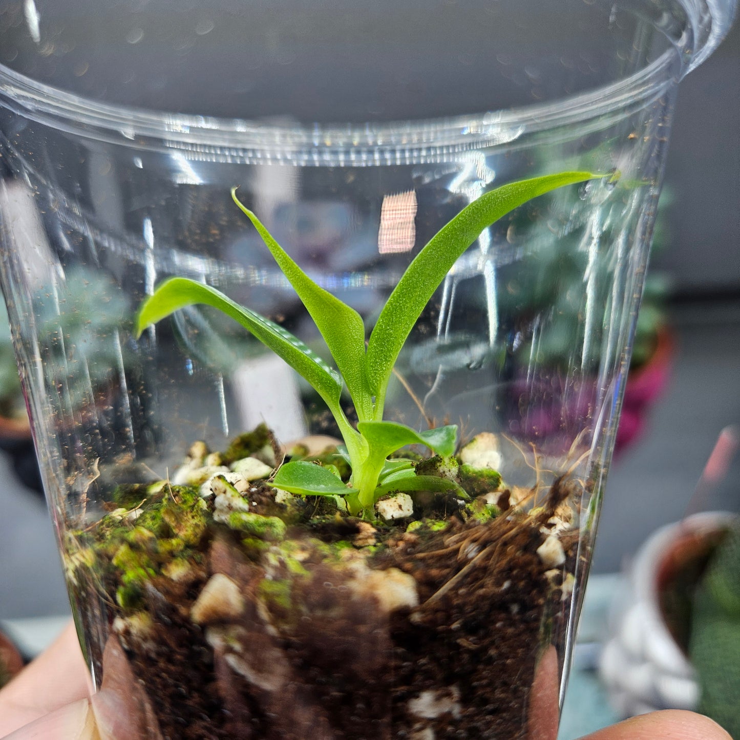 Philodendron Spiritus-Sancti